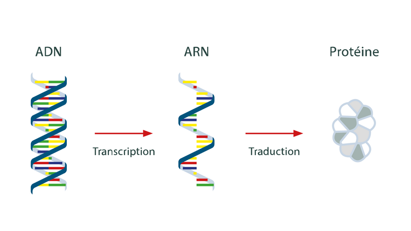 Trắc Nghiệm: ADN & ARN