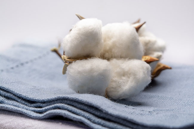 Bông dệt vải cotton đã được sử dụng từ rất sớm tại nhiều nền văn minh trên thế giới 