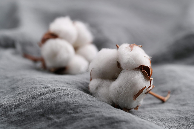 Vải cotton được làm từ các sợi bông tự nhiên và tinh chất