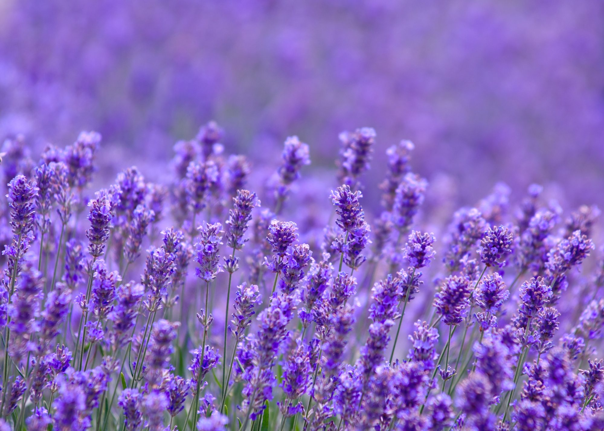 Sự Thật Thú vị về Ý Nghĩa Hoa Oải Hương (Lavender) | Vườn Hoa Tươi