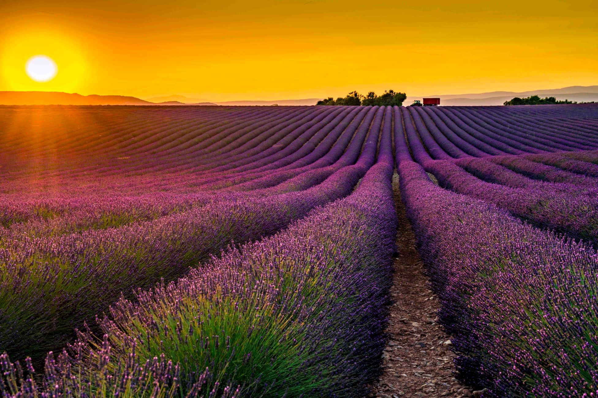 Giới thiệu hoa Oải Hương – Lavender Đà Lạt 