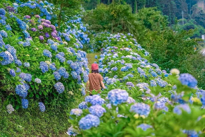 Khám phá vườn hoa Cẩm Tú Cầu đẹp nhất Đà Lạt