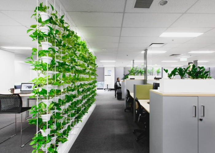 Thiết kế hệ thống cây xanh duới dạng vách ngăn độc đáo để trang trí văn phòng