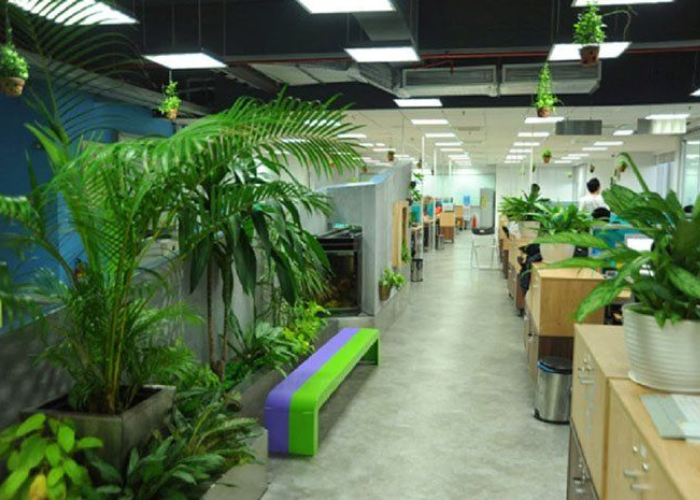 Trang trí văn phòng đẹp với nhiều cây xanh để tạo ra không gian làm việc thông thoáng và mát mẻ