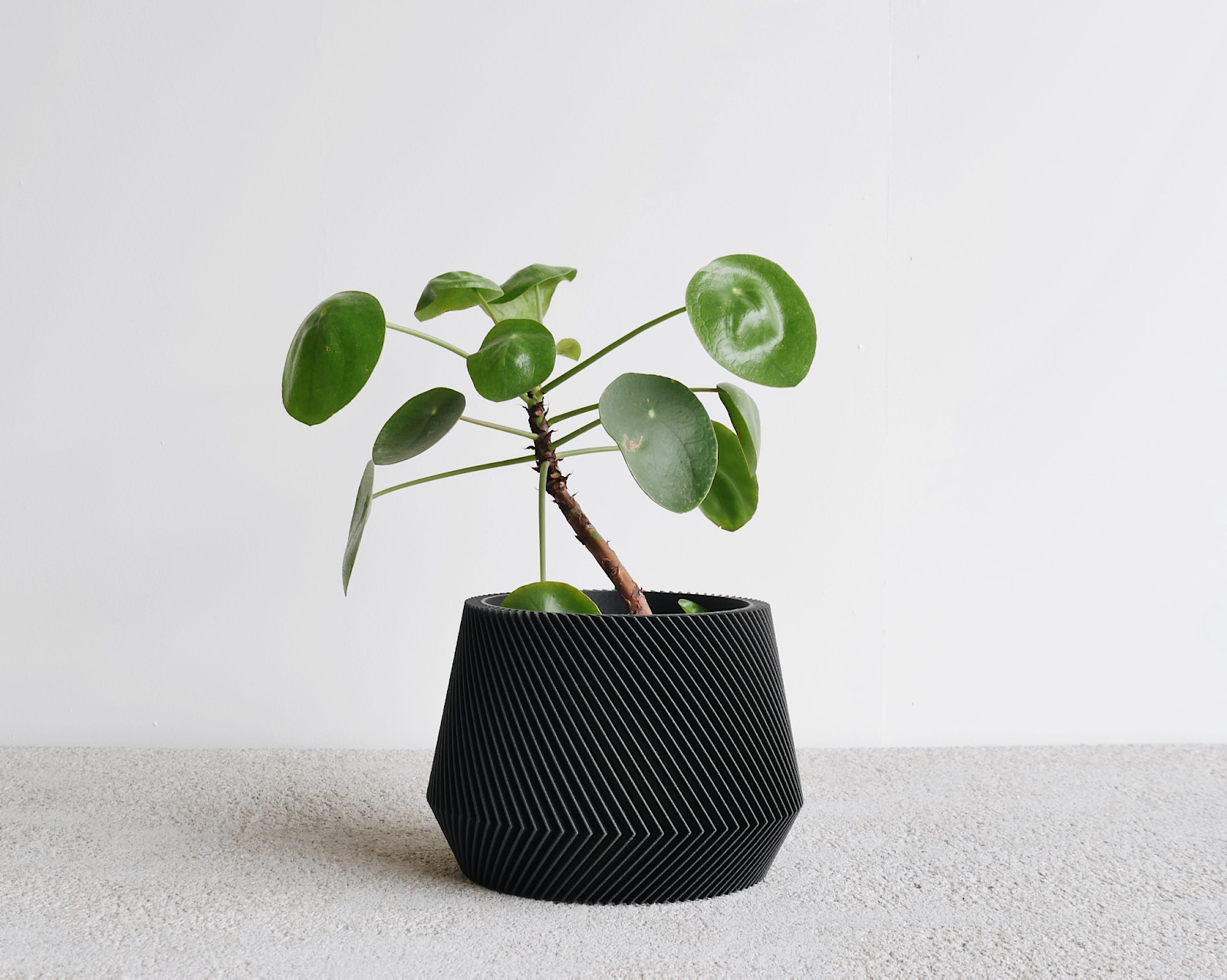 Minimal plant pot is the most indoor plants decor idea
