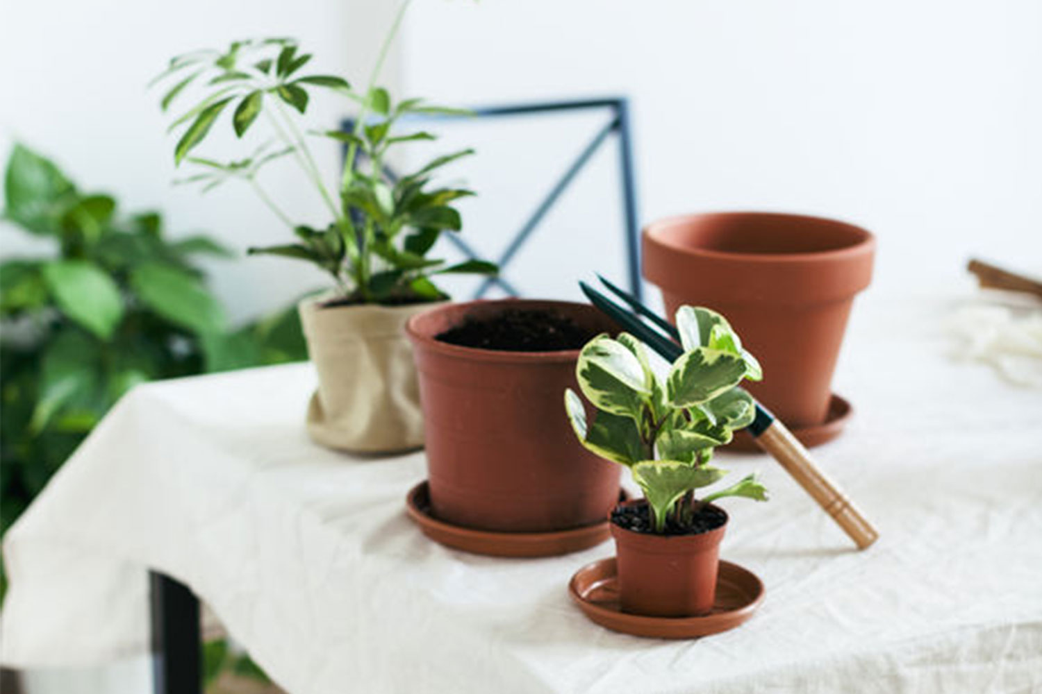 Set up a table of indoor plants decor ideas