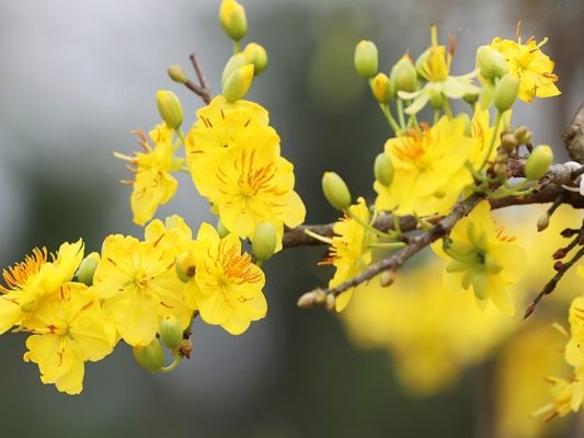 Hình ảnh hoa mai khoe sắc đẹp ngày Tết (Nguồn: Internet)