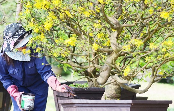 Chăm sóc cây mai vàng giai đoạn ra hoa tháng Chạp 