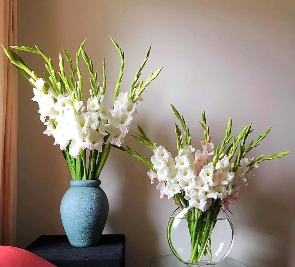 Bật mí cách cắm hoa lay ơn ngày tết đẹp tại nhà
