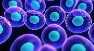 tế bào gốc là gì