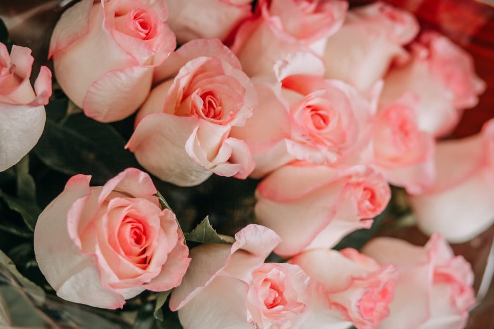 Mách bạn các cách cắm hoa hồng tươi lâu, dễ thực hiện