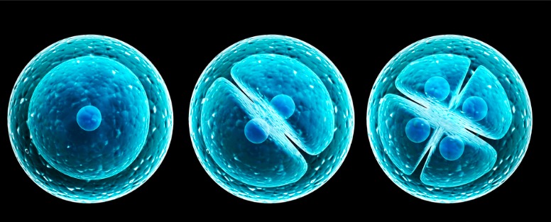 Phân loại tế bào gốc dựa trên nguồn gốc
