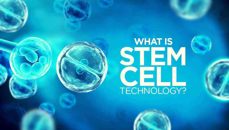 Công nghệ tế bào gốc là gì? Ứng dụng công nghê tế bào gốc trong y học