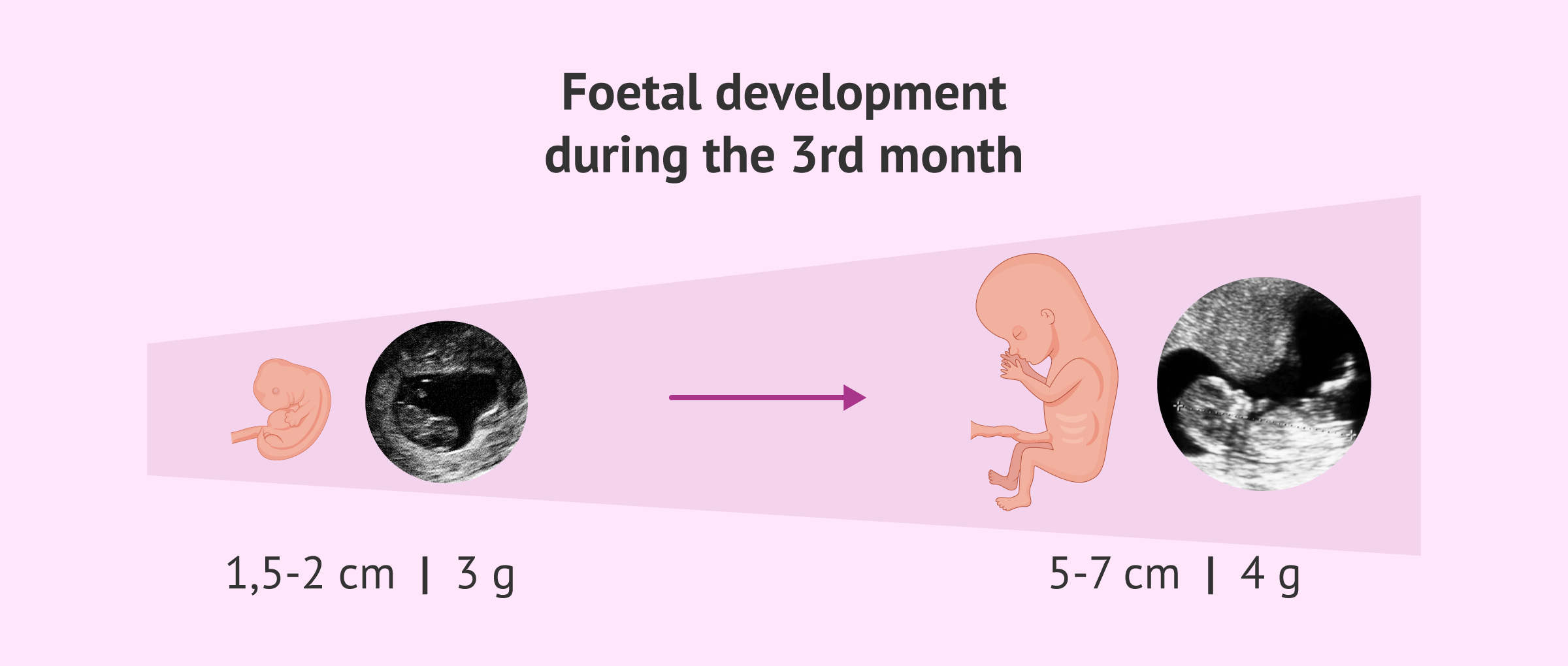 Sự tăng trưởng và phát triển của thai nhi 3 tháng đầu