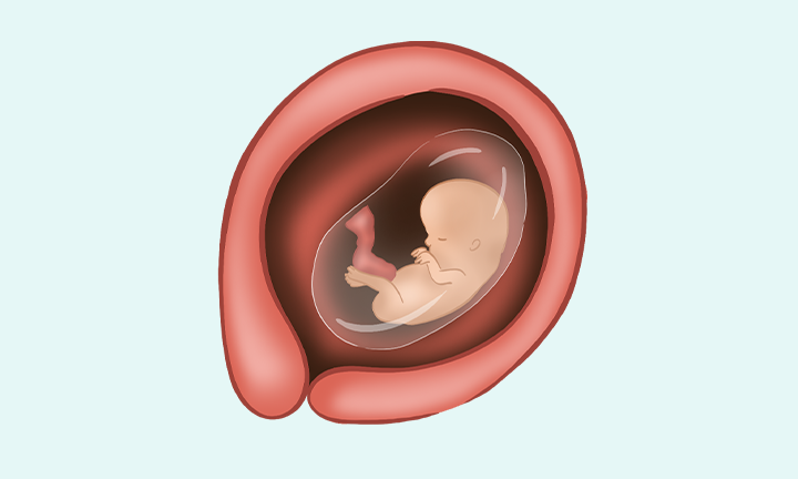 Sự phát triển của thai nhi 12 tuần tuổi