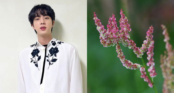 Hoa tháng sinh của Jin là Rumex - hoa cây dương đề