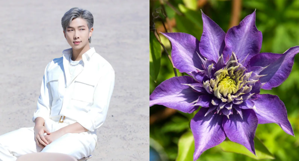 Hoa tháng sinh của RM là Clematis - hoa ông lão