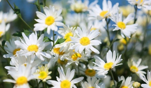 Top 5 loài hoa tượng trưng cho sự hy vọng và tự do 