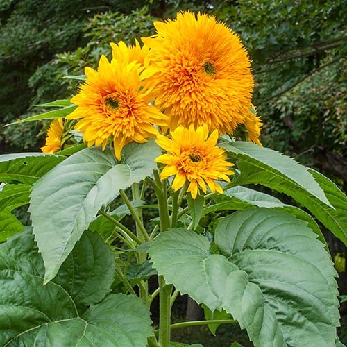 Hoa hướng dương xù (Sungold Sunflower)