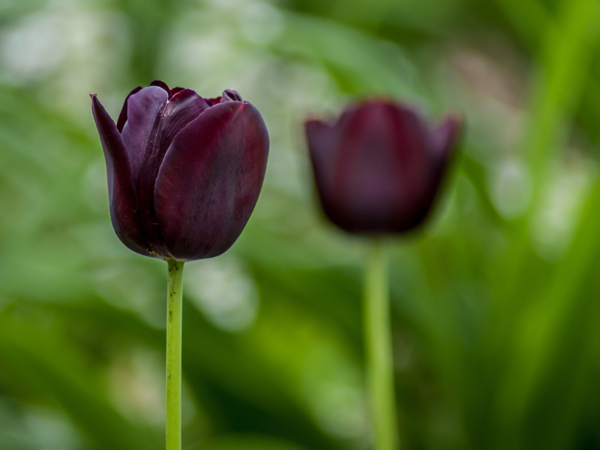 hoa tulip đen
