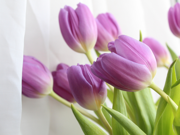 hoa tulip tím