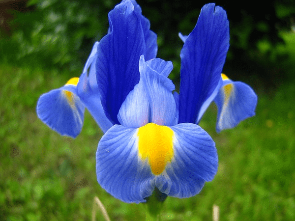 Top 08 loài hoa màu xanh dương đẹp lạ, ý nghĩa nhất 