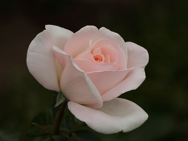 ý nghĩa hoa hồng pastel