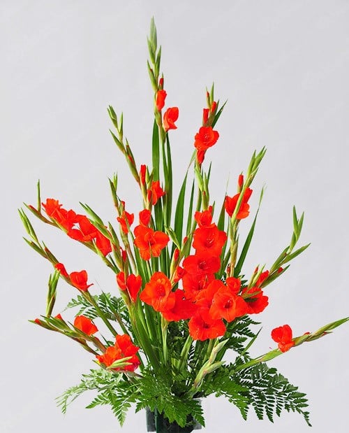 Hoa Lay Ơn đỏ – Loài hoa tượng trưng cho ngày Tết 