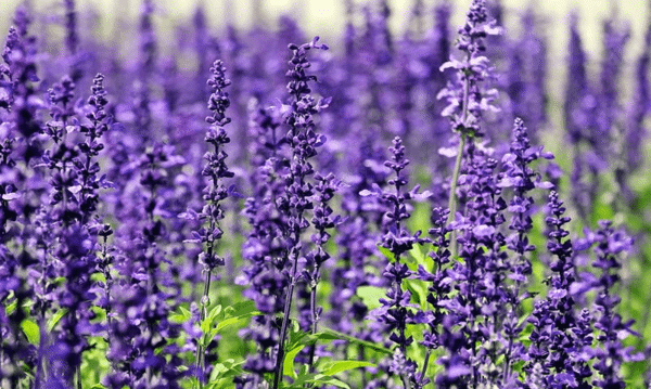 Ý nghĩa và biểu tượng loài hoa Violet 