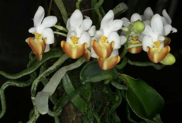 Lan hồ điệp Phalaenopsis lobbii Rchob. F.