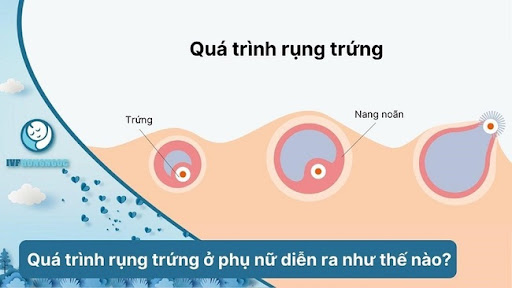 Rụng trứng thường xảy ra vào giữa chu kỳ kinh nguyệt, là hiện tượng trứng được giải phóng khỏi buồng trứng