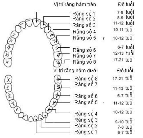 Một người trưởng thành có bao nhiêu chiếc răng?