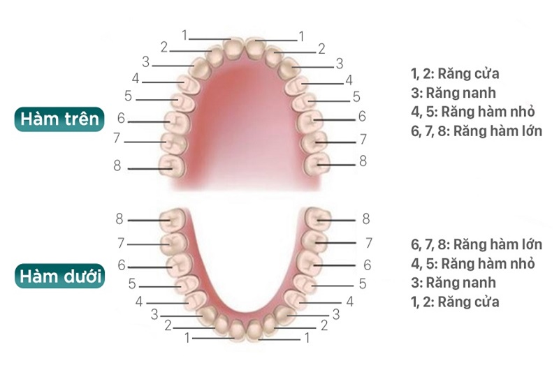 Vị trí và cách đọc tên các loại răng