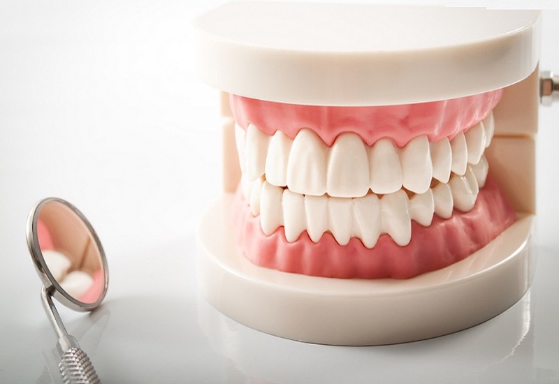 Con người có mấy cái răng? Chức năng của từng loại răng