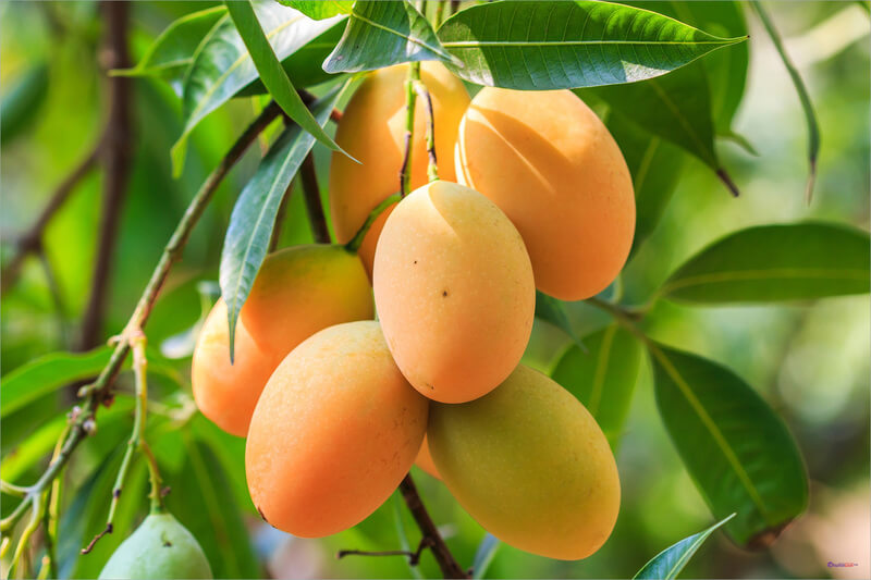 Xoài thanh ca - Trái cây đặc sản Phú Quốc