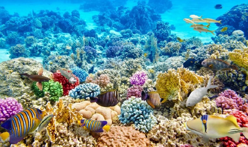 Rạn san hô Nam đảo - Điểm vui chơi Phú Quốc mới lạ