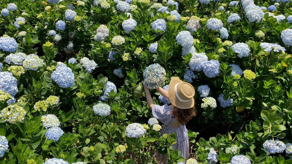 Khám phá vườn hoa Cẩm Tú Cầu Đà Lạt đang gây bão mạng xã hội