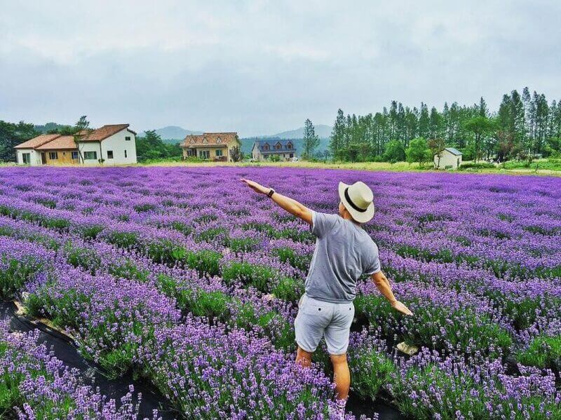 vườn hoa lavender đà lạt ở đâu