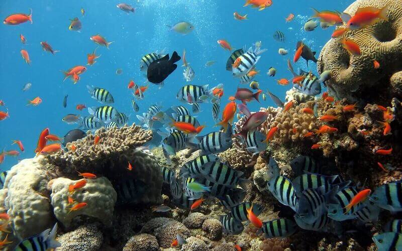 Top 7 địa điểm lặn biển ngắm san hô Phú Quốc đẹp nhất 2022