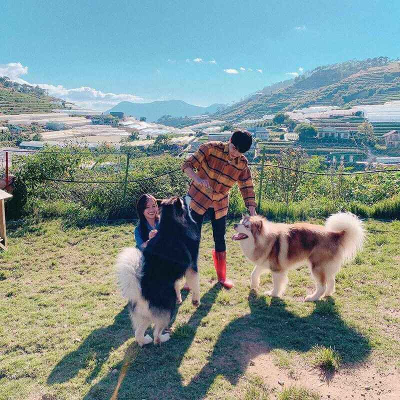 Du khách chơi đùa cùng chó Alaska tại trang trại cún