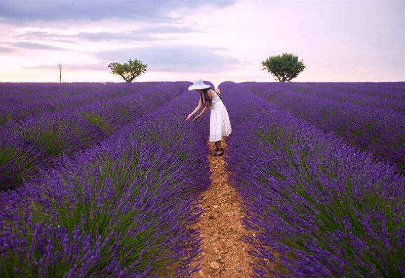 Cánh đồng Lavender Cầu Đất
