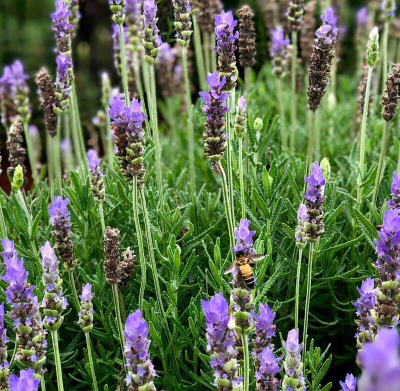 Hoa Lavender tím Đà lạt