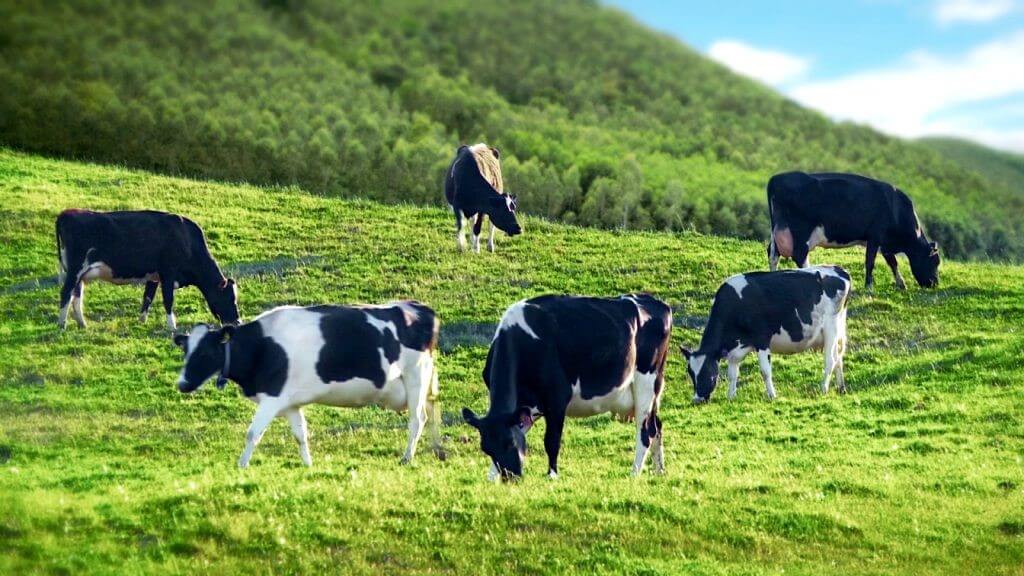 Cánh đồng bò sữa tại Nông trường Mộc Châu