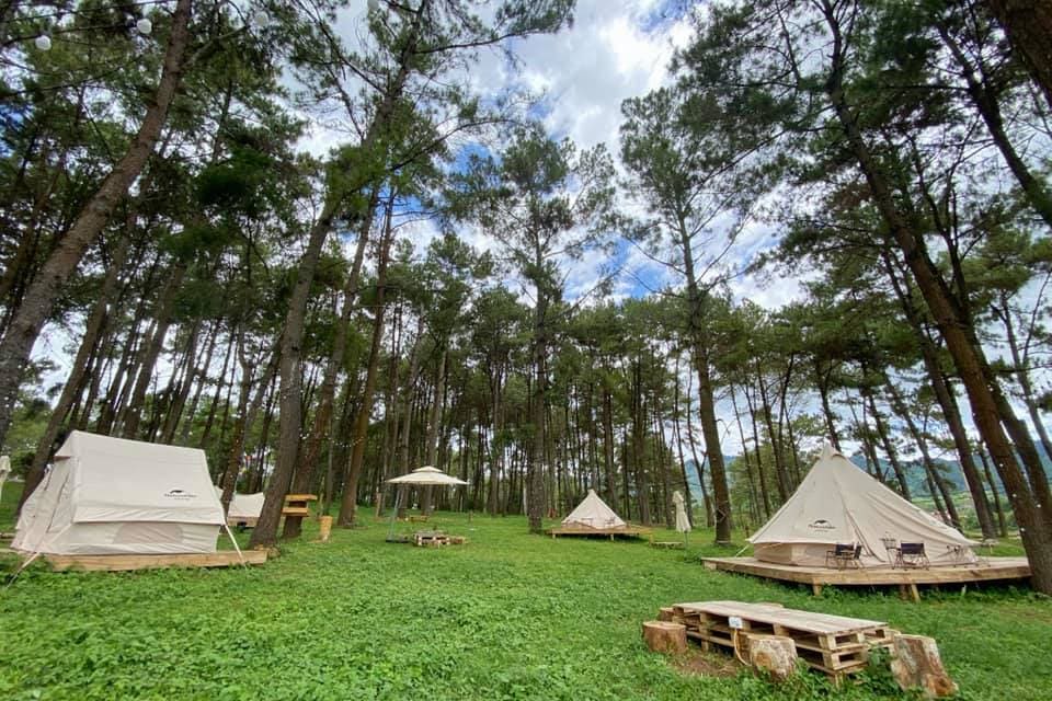Hoạt động cắm trại giữa rừng thông