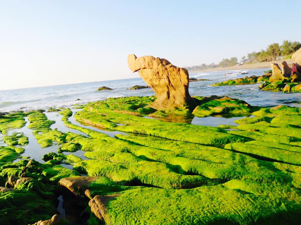 Biển Cổ Thạch phủ rêu xanh mướt - check in cực cuốn 