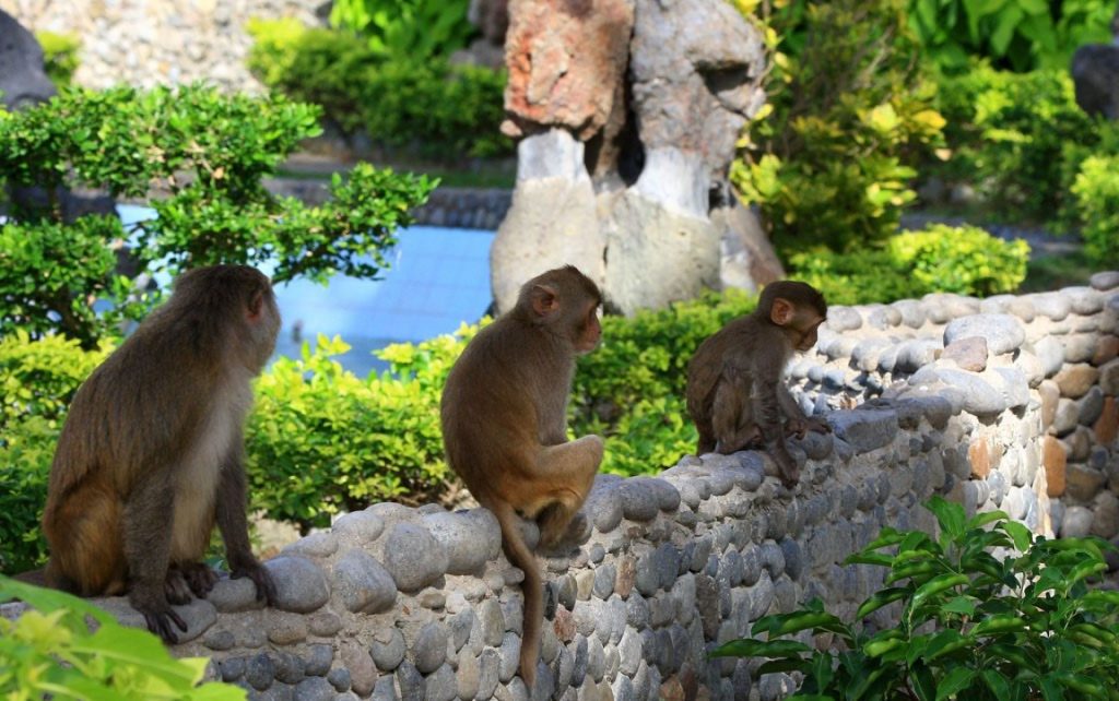 Đảo khỉ Nha Trang luôn tạo sự thích thú cho du khách 