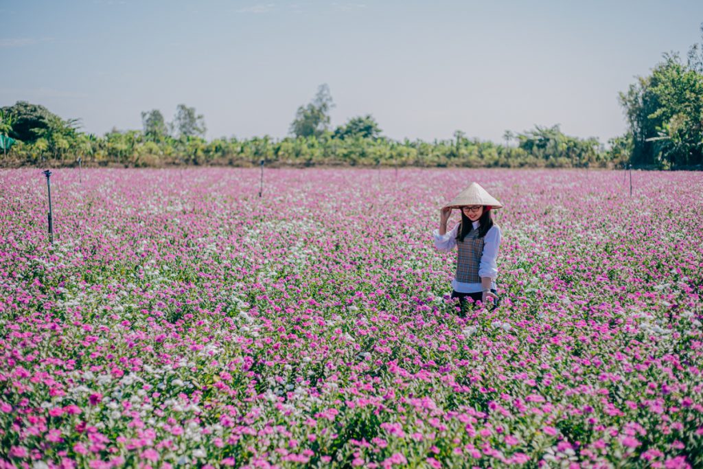 Cánh đồng hoa dừa cạn đẹp như tranh ở An Giang