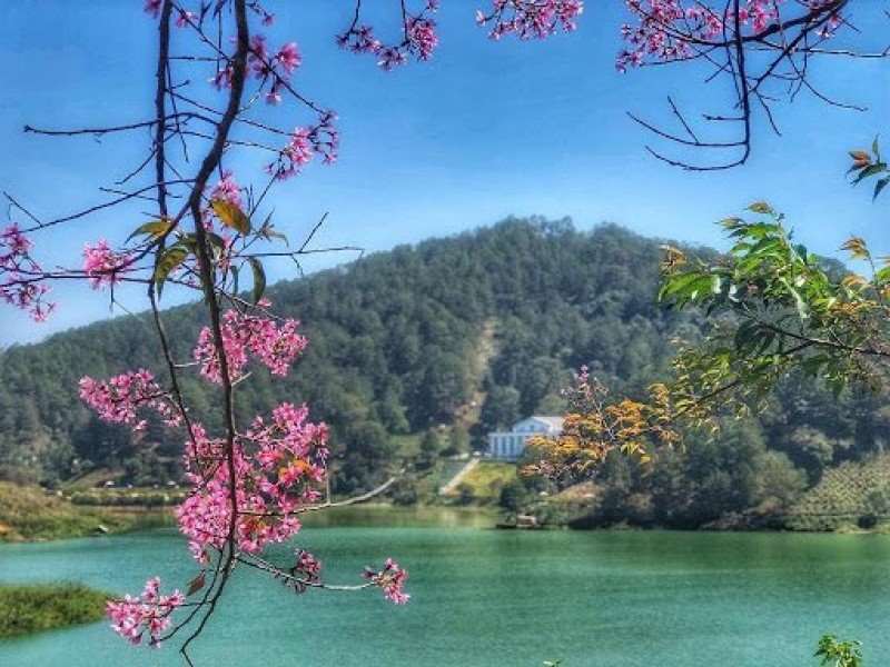 Hồ Tuyền Lâm đón những cánh đào mùa xuân