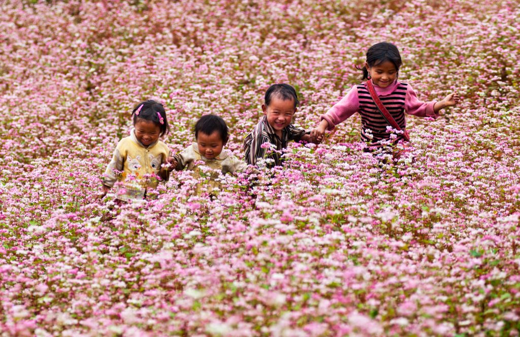 Mùa hoa tam giác mạch say đắm du khách ở Hà Giang 