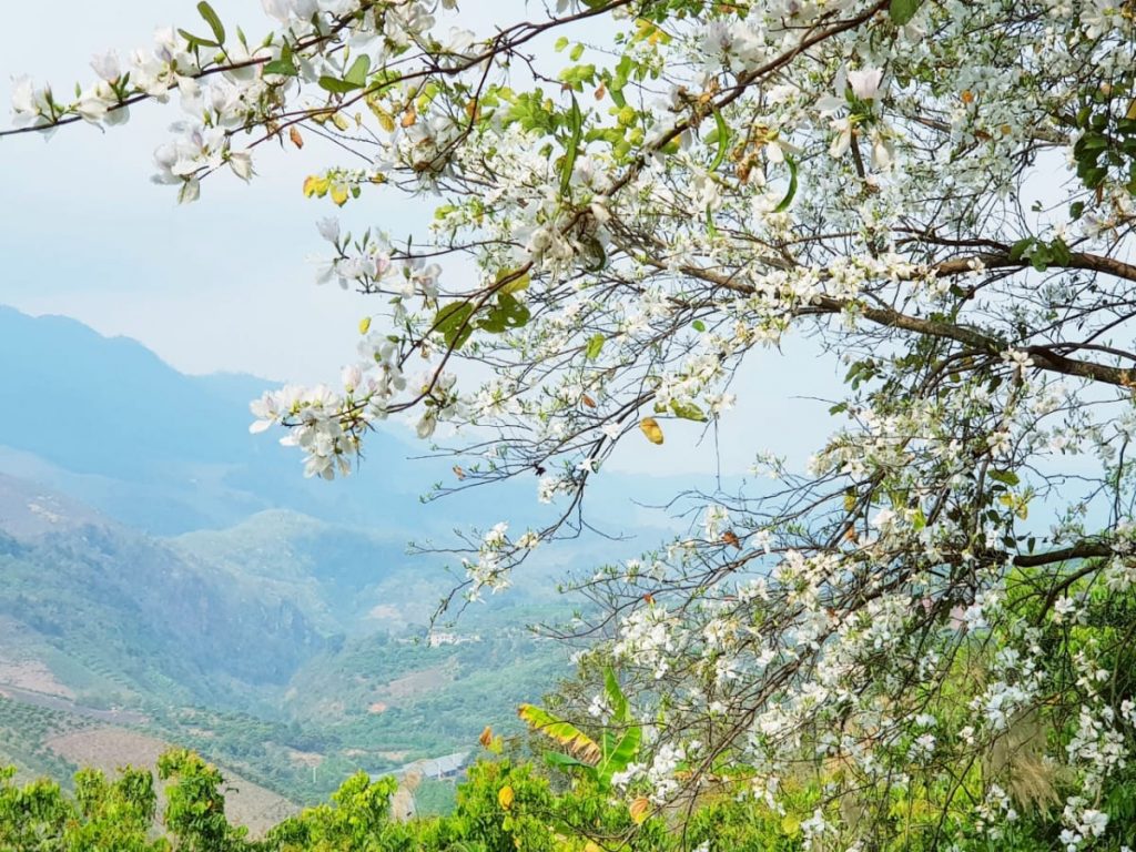 Mộc Châu mùa hoa ban trắng xóa núi rừng 